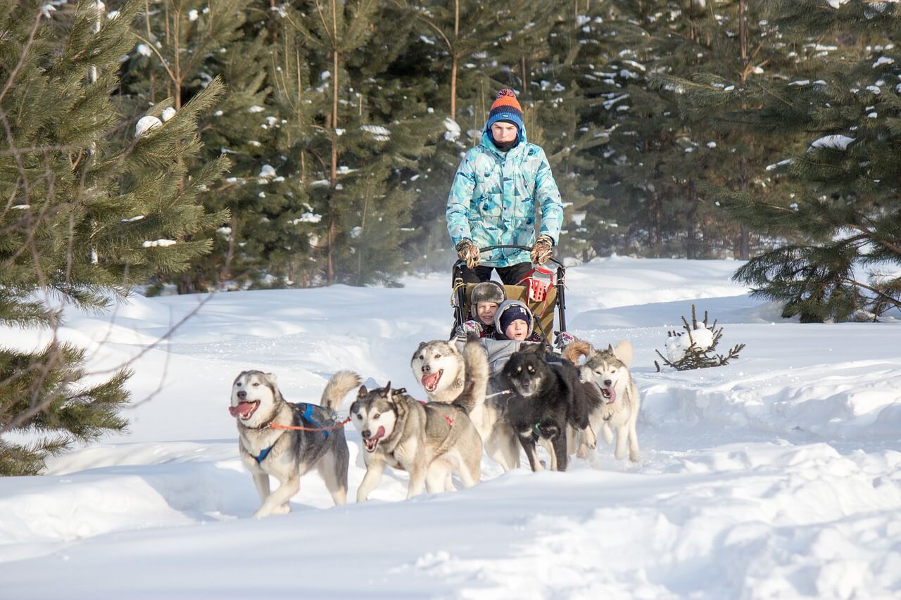 Катание на собачьих упряжках в зимнем лесу