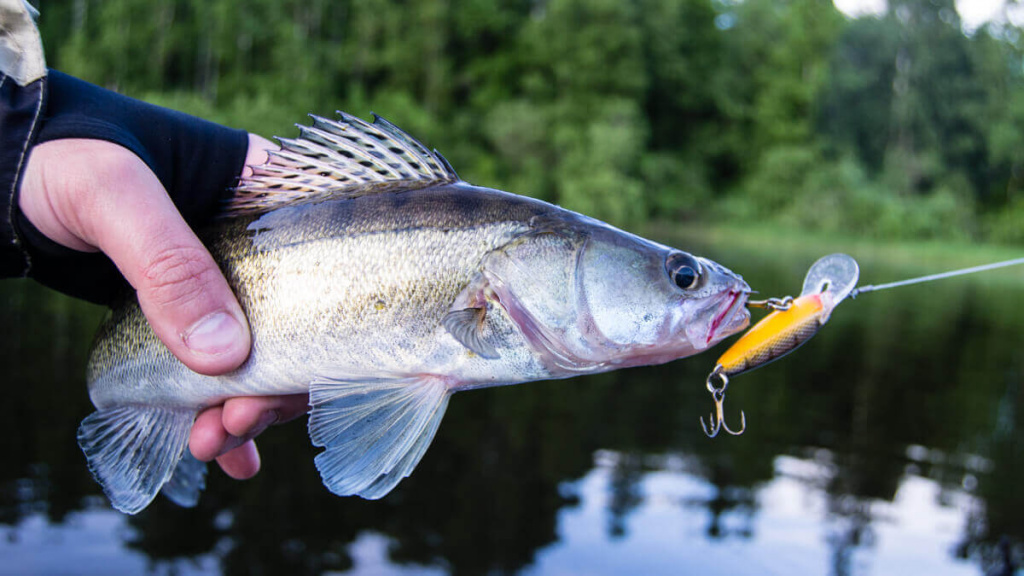 Рыбалка в шхерах Ладожского озера